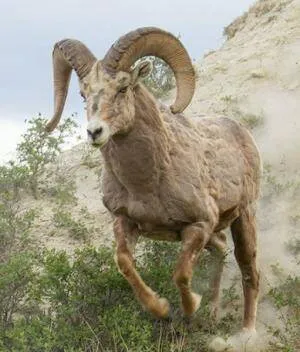 aries charging ram